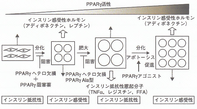 新しい糖尿病治療薬から私たちが学んだこと 寺内康夫教授 | 川村